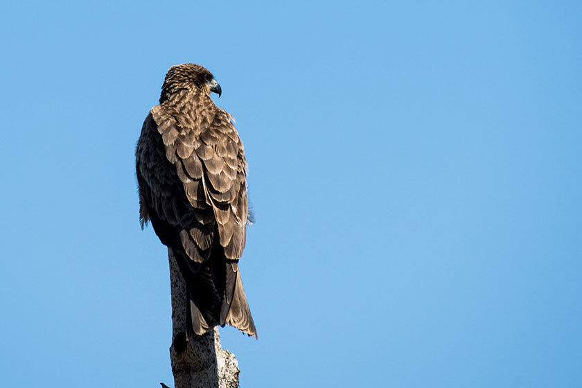 【鷹の羽】鷹の羽紋一覧（たかのは）：家紋のいろは