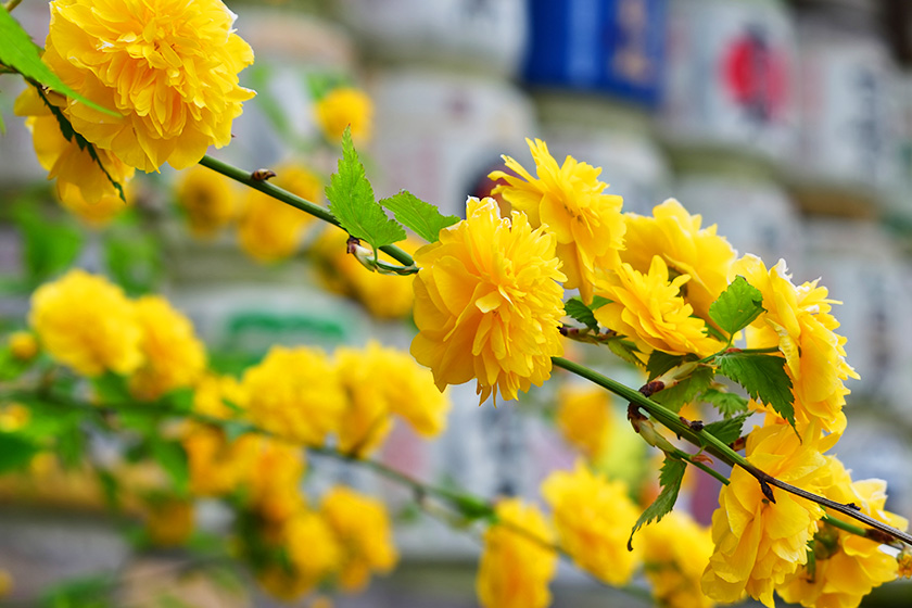 平安時代 和鏡 山吹花 双雀 蝶紋 鏡 - メルカリ